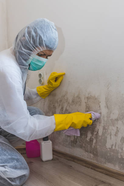 Best Mold Damage Restoration  in Lodi, NJ