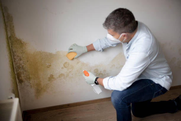 Best Real Estate Mold Inspection  in Lodi, NJ