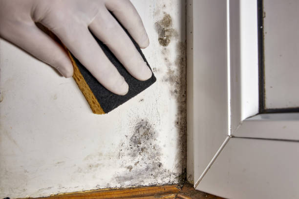 Reliable Lodi, NJ Mold Removal Solutions