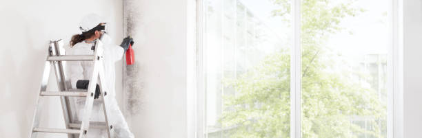 Best Post-Construction Mold Inspection  in Lodi, NJ